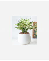 Ngọc Ngân Chậu Lê - belovedbeyond.com