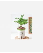 Chậu Tự Tưới Cần Thăng (M) - belovedbeyond.com