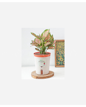 Chậu Tự Tưới Vạn Lộc (L) - belovedbeyond.com