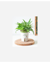 Dương Xỉ Phụng Vàng (S) - belovedbeyond.com