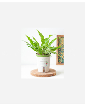 Chậu Tt Dương Xỉ Cá Sấu (M) - belovedbeyond.com