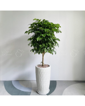 Hạnh Phúc Thân Trụ Nhỏ - belovedbeyond.com