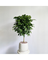 Hạnh Phúc Thân Trụ Nhỏ (Chậu Thấp) - belovedbeyond.com