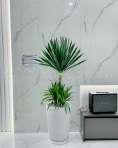 Phát Tài Núi Chậu Ly Vân [Lv1] - belovedbeyond.com