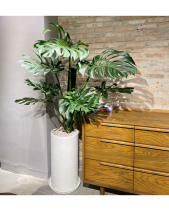 [Monstera] Trầu Bà Nam Mỹ Size Lớn - belovedbeyond.com