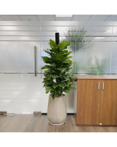 Trầu Bà Cột - belovedbeyond.com