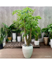 Hạnh Phúc Đại Cổ Thụ - belovedbeyond.com