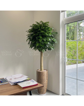 Hạnh Phúc Cổ Thụ - belovedbeyond.com