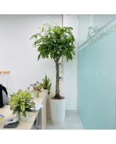 Kim Ngân Bính Chậu Ly Vân [Lv1] - belovedbeyond.com