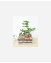Peace Garden - belovedbeyond.com
