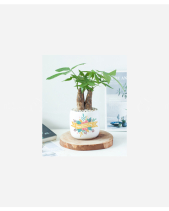 Chậu Kim Ngân 20-11 - belovedbeyond.com