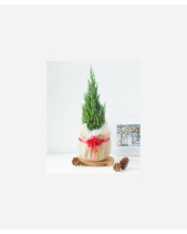 Sơn Tùng Noel 60Cm Mẫu 9 - belovedbeyond.com