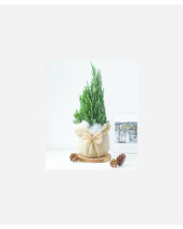 Sơn Tùng Noel 40Cm Mẫu 8 - belovedbeyond.com