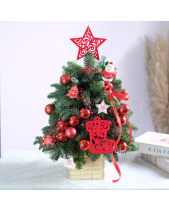 Chậu Thông Nobilis ( Nhập Khẩu 45Cm) - belovedbeyond.com