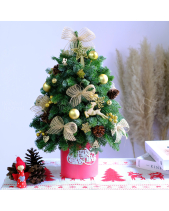 Chậu Thông Nobilis (45Cm) - belovedbeyond.com