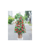 Cây Thông 50Cm Mẫu 2 - belovedbeyond.com