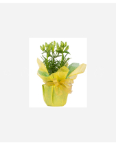 Cỏ Thơm Ms11 - belovedbeyond.com