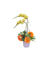 Lan Hồ Điệp Xuân Mẫu 9 - belovedbeyond.com