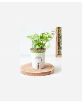 Chậu Tt Thường Xuân (S) - belovedbeyond.com