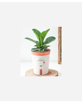 Chậu Tự Tưới Bàng Sing (M) - belovedbeyond.com