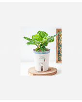 Đuôi Công Xanh (M) - belovedbeyond.com