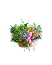 Hoa Sen Đá 24 - belovedbeyond.com