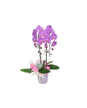 Lan Hồ Điệp Mẫu 5 - belovedbeyond.com