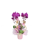 Hồ Điệp Mẫu 7 - belovedbeyond.com