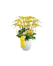 Chậu Lan Vàng 20 Cành - belovedbeyond.com