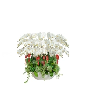 Chậu Lan Trắng 20 Cành - belovedbeyond.com