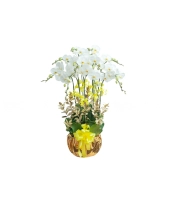 Elegance Orchid - belovedbeyond.com