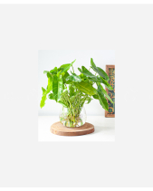 Trầu Bà Tỷ Phú Thủy Sinh - belovedbeyond.com