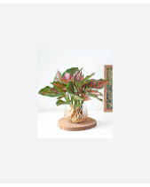 Ts Vạn Lộc - belovedbeyond.com