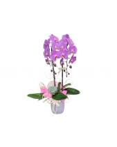 Lan Hồ Điệp Mẫu 5 - belovedbeyond.com