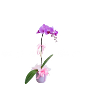 Hồ Điệp Mix Màu 04 - belovedbeyond.com