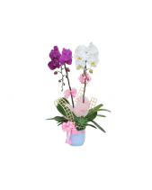 Hồ Điệp Trắng 2 - belovedbeyond.com