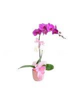 Hoa Xuân - belovedbeyond.com
