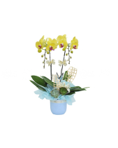 Lan Hồ Điệp Mẫu 10 - belovedbeyond.com