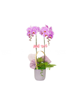 Sắc Hồng Thanh Tao - belovedbeyond.com