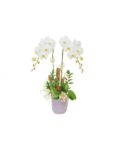 Majestic Orchid - belovedbeyond.com