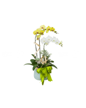 Hồ Điệp Mix Màu 03 - belovedbeyond.com