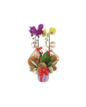 Chậu Hồ Điệp Mix 7 Cành - belovedbeyond.com