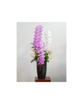 Hồ Điệp Cao Cấp 11 - belovedbeyond.com