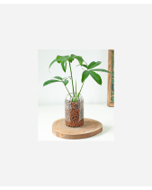 Trầu Bà Goeldii Ts - belovedbeyond.com