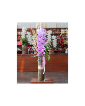 Hồ Điệp Cao Cấp 04 - belovedbeyond.com