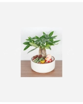 Lucky Tree - belovedbeyond.com