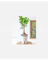 Chậu Tự Tưới Si Mini (S) - belovedbeyond.com