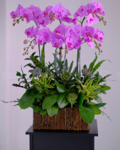 Lan Hồ Điệp - belovedbeyond.com