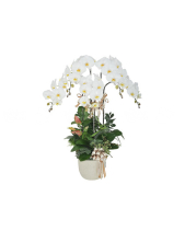 An Phúc - belovedbeyond.com