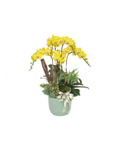 Kim Phúc Khai Hoa - belovedbeyond.com